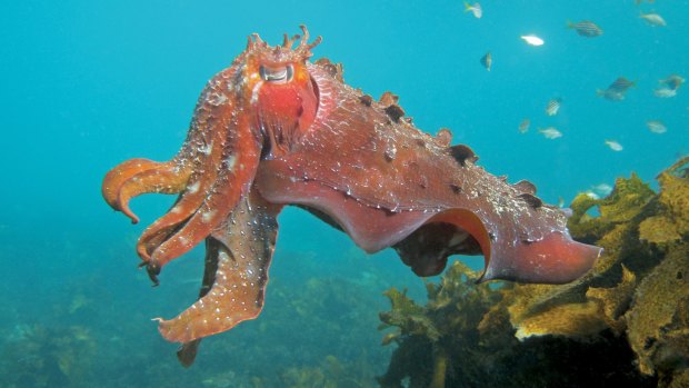 The cephalopod: An extraordinary creature with a very short life span.