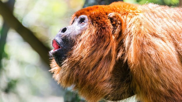 Alpha male of a red howler monkey pack.