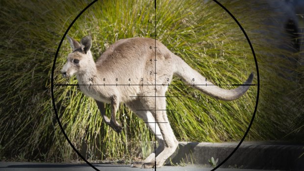 ACT Government has confirmed it will cull Eastern Grey Kangaroos before July 2017.