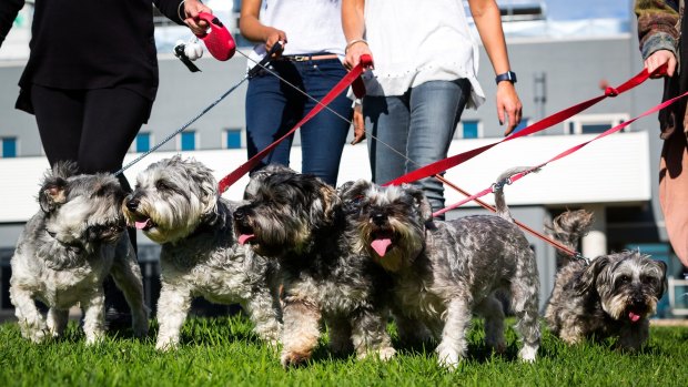 Maggie (far right), one of more than 40 dogs rescued by RSPCA inspectors from a puppy factory in 2010, and four of the six puppies, are ready for the Albert Park Million Paws Walk on May 15.