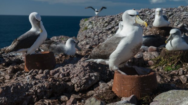 A shy albatross tests its new nest on Albatross Island.