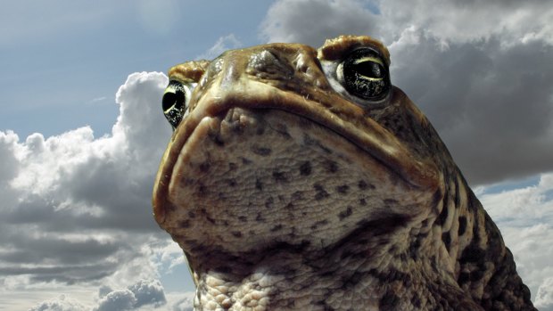 The cane toad uses poison to defend itself from would-be predators, with devastating consequences for native Australian wildlife.