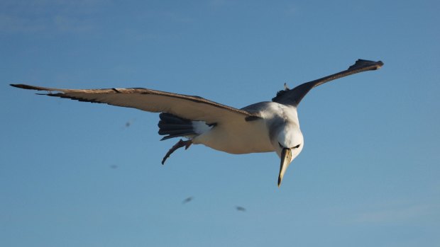 Winging it: a shy albatross (Thalassarche cauta) in flight, near Albatross Island, Tasmania.