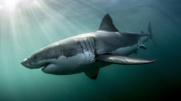 Shark skin has been found to increase speed.