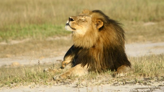 Cecil the lion: The carriers spotlighted the mundane logistics that follow a visiting hunter's bagging of African wildlife: getting the head, horns or hide back home.
