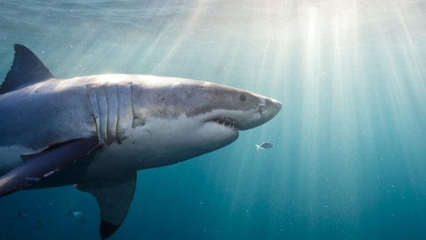 The emotive language we use when talking about sharks is typically reserved for criminal behaviour, argues Adrian Peace.