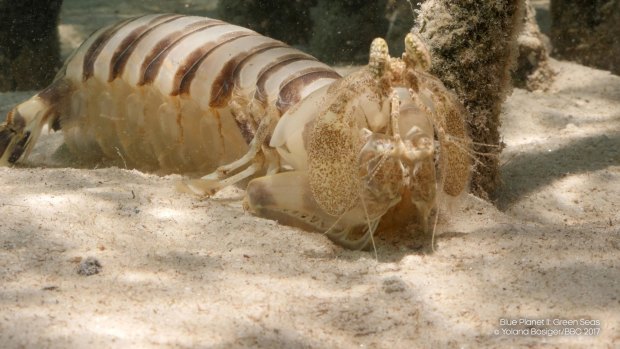 In episode five, a zebra mantis shrimp, the largest in the world at up to 40 centimetres. It spends most of its life ambush-hunting fish from its burrows in the sandy sea-floor at the edge of the mangrove.