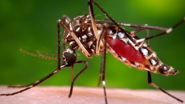 Spreading the Zika virus ... A female Aedes aegypti mosquito in the process of acquiring a blood meal from a human host. 