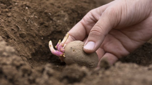 Cheap and easily grown, potatoes have been a reliable food source for centuries.