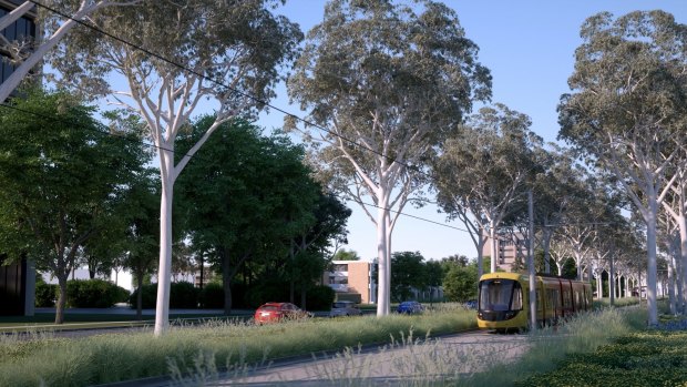 An artist's impression of the Capital Metro Gungahlin tram line going down Northbourne Avenue once trees have grown back.