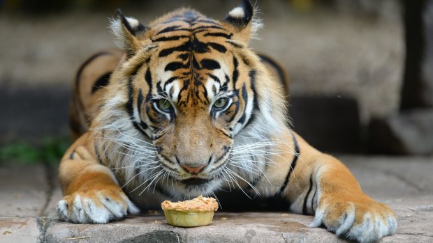 Juma the Sumatran Tiger prepares to tuck into a pie.