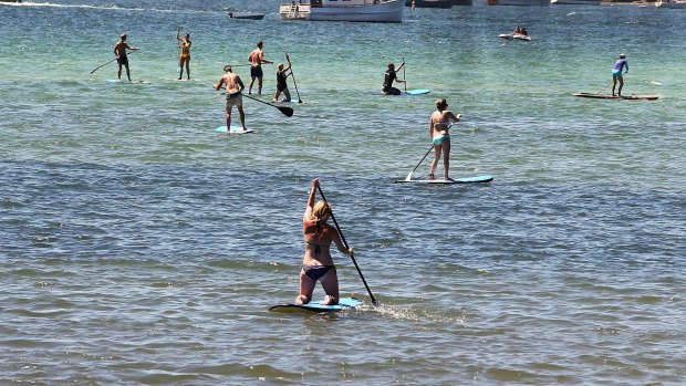 Stand-up paddle boarders at Rose Bay, where a number of people have reported to have been attacked by stingrays.