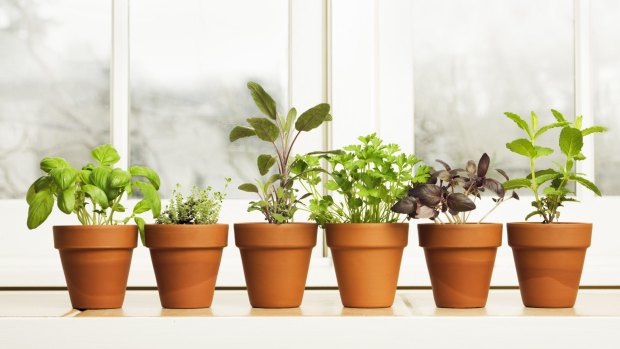 You don't need much space to create a thriving herb garden. 
