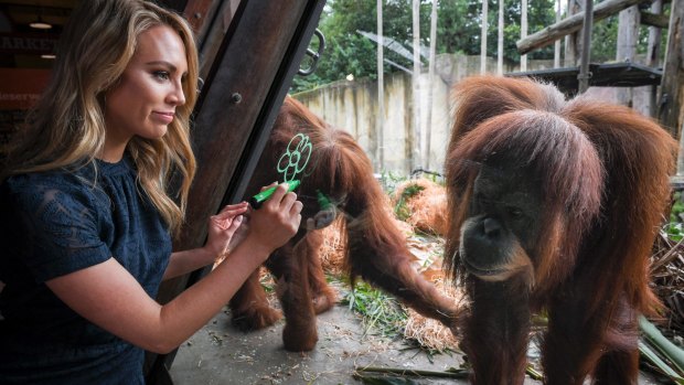 Lyndl Kean, Miss Earth Australia, at the Melbourne Zoo Orangutan enclosure. 