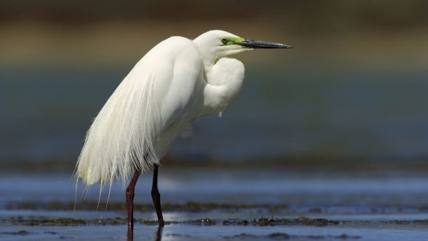 The waters of the Coorong are a haven for birds such as the great egret. 