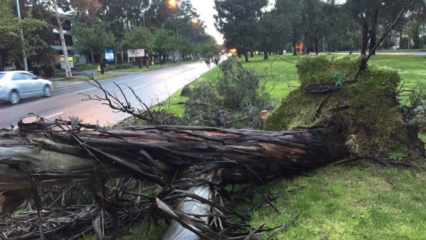 A large eucalyptus tree on Northbourne Avenue fell onto the southbound lane near the intersection with Wakefield Avenue.