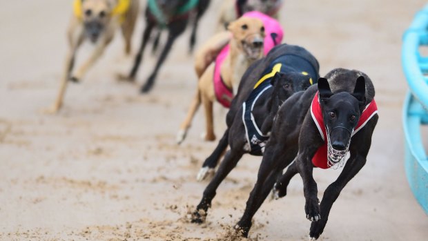 A Perth greyhound trainer has admitted using chicken blood to train dogs.