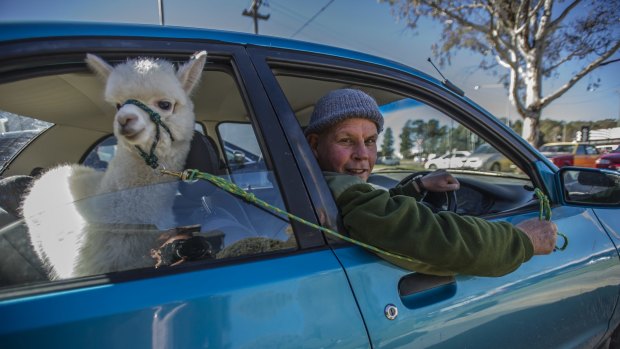 Nils  Lantzke,  of Giralang, on Thursday
with Hercules the alpaca who will take over the pet therapy work of Honeycomb. And whilehe now has a blue Mazda 121, Hercules will usually ride in a van, just sitting in the back for this photograph in honour of Honeycomb.