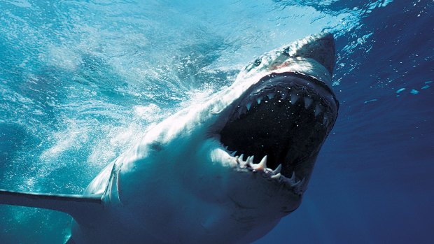 There has been an increase in shark sightings along the Perth coast.