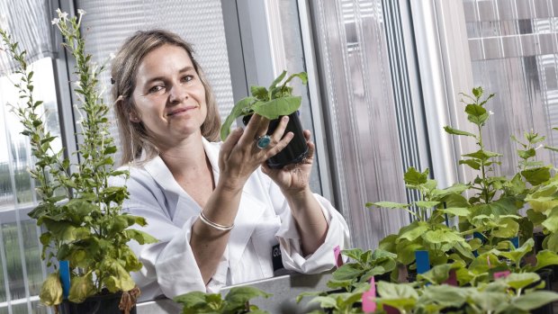 QUT researcher Dr Julia Bally has discovered a plant with huge genome properties that can have the potential to be the 'laboratory rat' of the molecular plant world.  