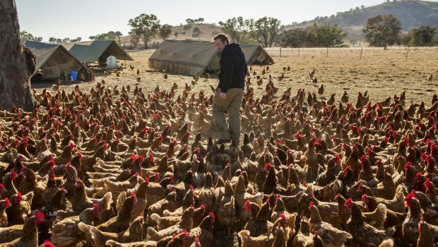 Cuppacumbalong farm manager Shane Hughes inspects his free range chooks.