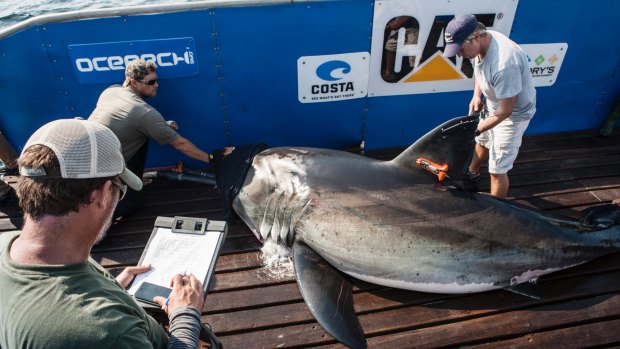 Although the research at the moment won't allow tagging of great whites OCEARCH have tagged them in the past