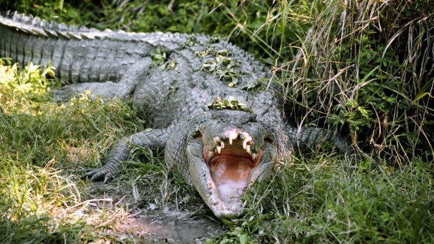 A crocodile on the banks of the Daintree River, north of Cairns.