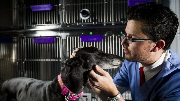 Dr Shannon West of the Animal Referral Hospital, with greyhound Polly.