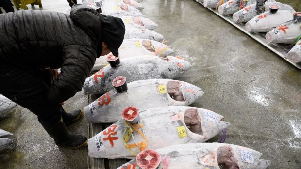 A buyer inspects tuna at Tsukiji market. Tourists would queue from 3am to be among the few visitors to get to see the morning tuna auctions in action. 