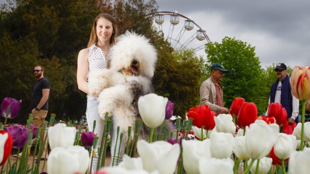 Dana Simonsen from Red Hill with Apollo the two-and-a-half year-old Old English Sheepdog.