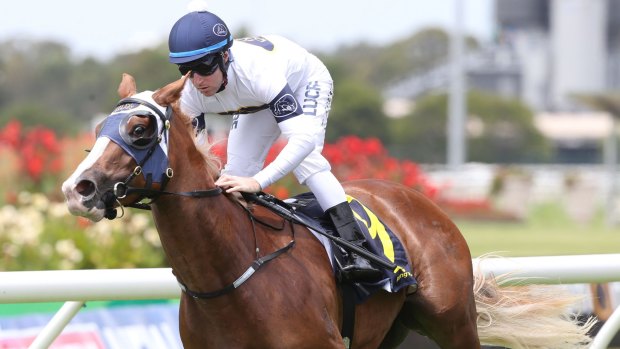 Slipper hope: Tommy Berry rides Scarlet Rain to victory at Rosehill. 