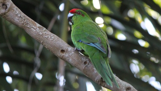 Conservationists have raised enough money to start an "insurance colony" of Norfolk Island green parrots.
