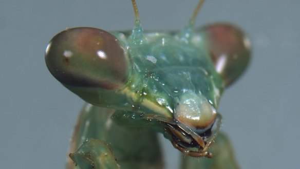 Praying mantis use their big, bright butts to attract mate