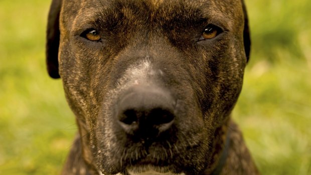 New laws about dangerous dogs have passed the ACT Legislative Assembly. 