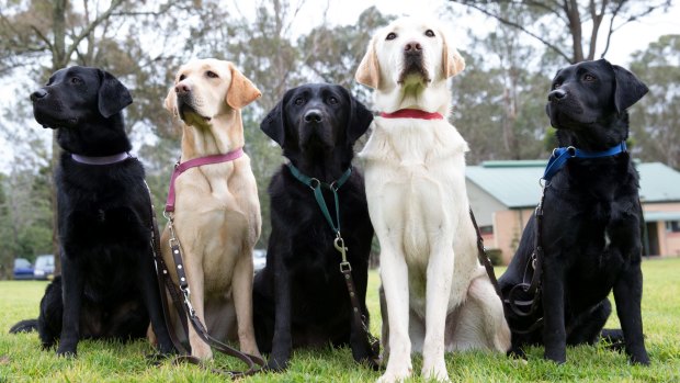 <i>Dogs: Their Secret Life</i>, SBS, Monday, 7.30pm. 