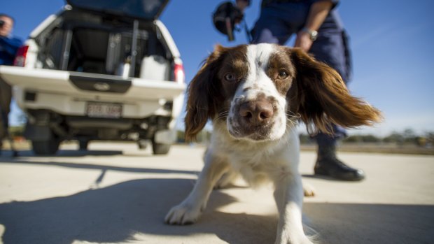 English springer spaniel Boone reports for duty with the ACT Corrective Services' K9 Unit.
