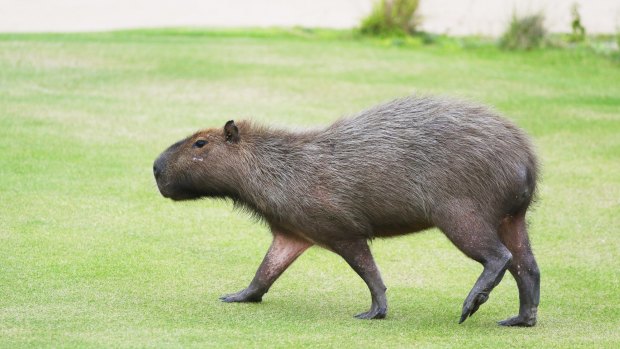 A capybara crosses a fairway during a practice round at the Olympic golf course.