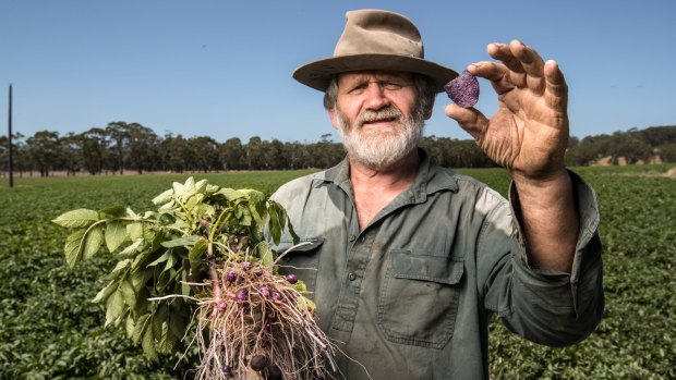 Farmer Peter Scott shows off one of his genuinely purple chips in front of the next crop of purple potatoes at Gerangamete, south of Colac. 