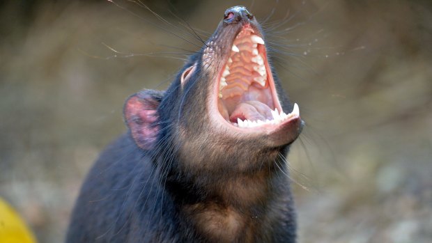 Until now, infectious cancer was considered something of a fluke in the natural world, initially observed only in dogs and Tasmanian devils.