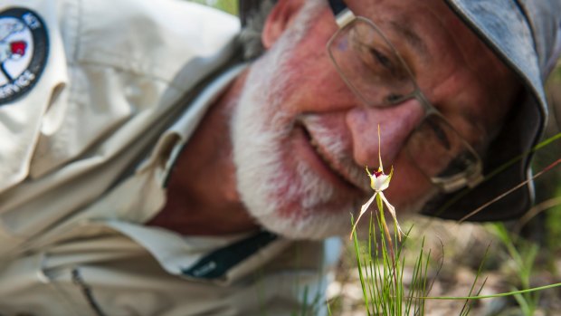 Conservationist Dr Michael Mulvaney, with a green comb spider orchid in Aranda Bushlands. Tens of thousands of wild orchids are flowering around Canberra. 