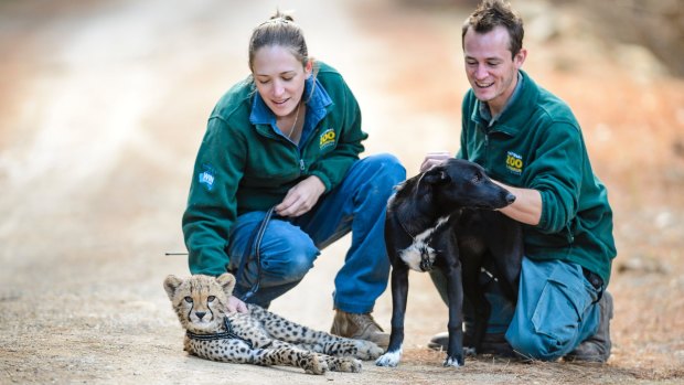 National Zoo & Aquarium keepers Aline IJsselmuiden and Kyle Macdonald on a walk through the forest with cheetah cub Solo and his canine companion Zama.