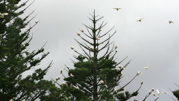 Our biggest feral by far is the Norfolk Island pine, the giant weed steadily taking over the nation's coast line.