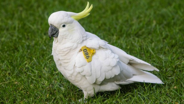 A tagged sulphur-crested cockatoo "Speck"  in the Botanic Gardens. Birds are being tagged to learn more about their activity. 