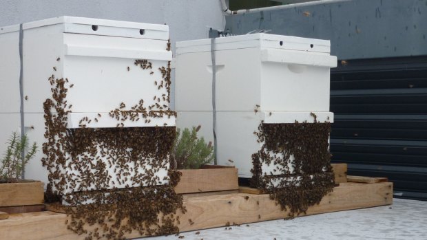 The beehives sit on the rooftop at the Emporium Hotel, Fortitude Valley.