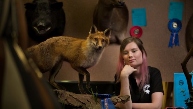 Brought to life: Brittany Porter won a first place in the small mammal novice section at the third annual Australian Association of Wildlife Artists taxidermy championships on Sunday with a fox she found as roadkill. 