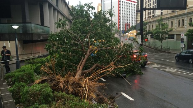 Violent storm lashes Brisbane, Thursday November 27. A tree uprooted near Turbot Street.