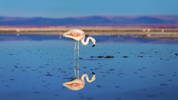 A flamingo in the Atacama Desert in Chile.