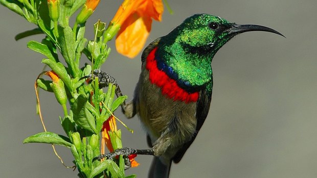 A sunbird enjoys the flora at Grootbos Private Nature Reserve.