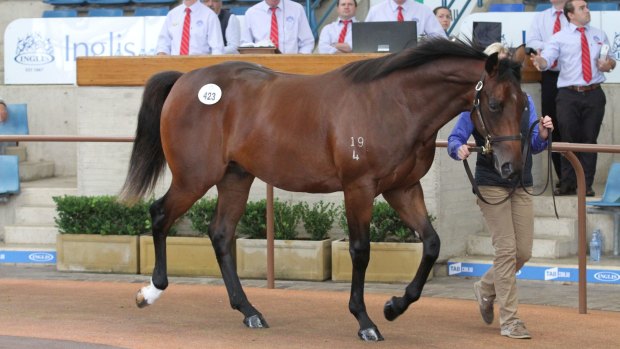 Promising: A Frankel colt out of More Strawberries sold for $1.8 million.
