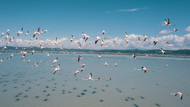 Flamingos fly in Narta Lagoon, about 140 kilometres southwest of the Albanian capital of Tirana.